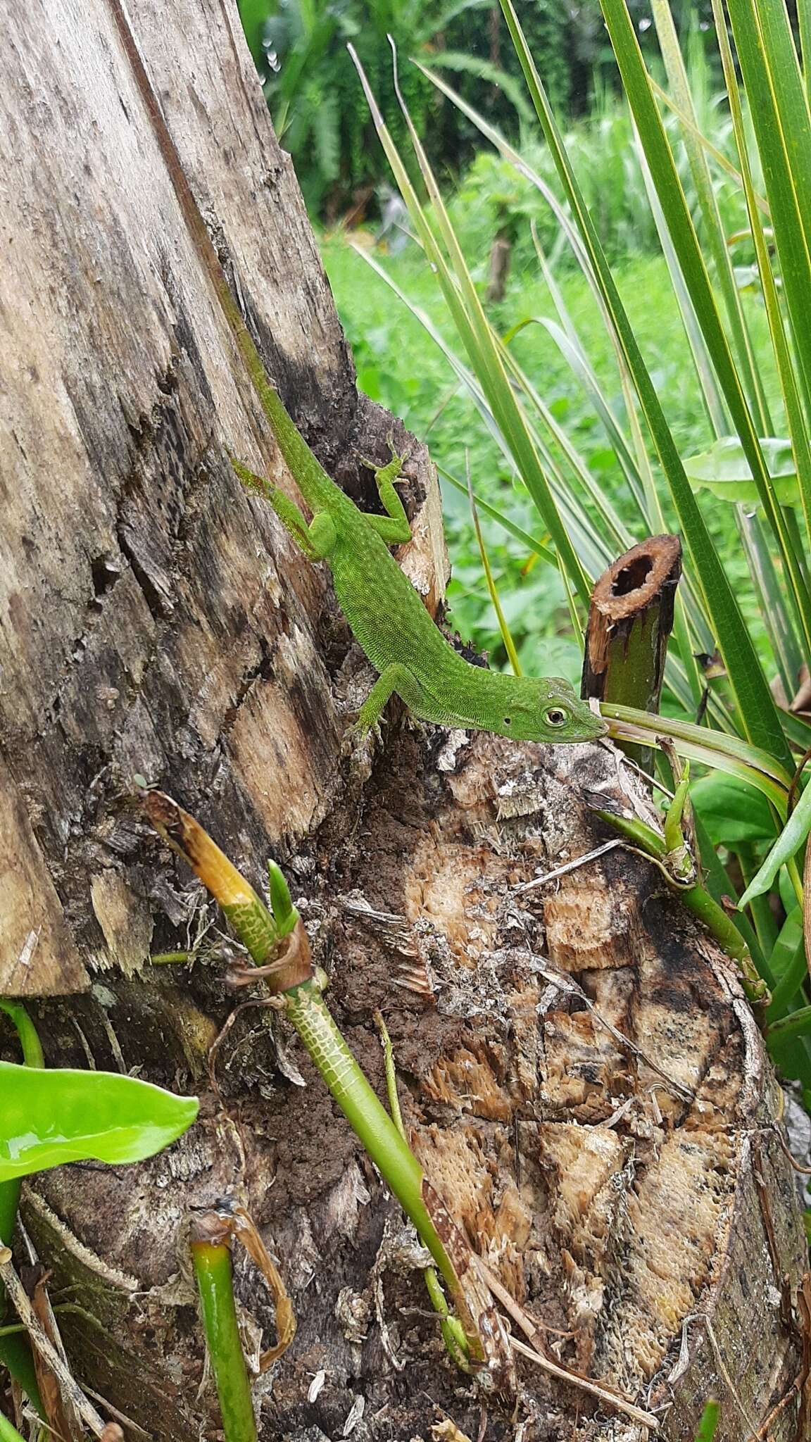 Imagem de Anolis biporcatus (Wiegmann 1834)