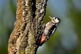 Image of Great Spotted Woodpecker