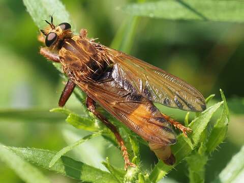 Image of Hornet robberfly