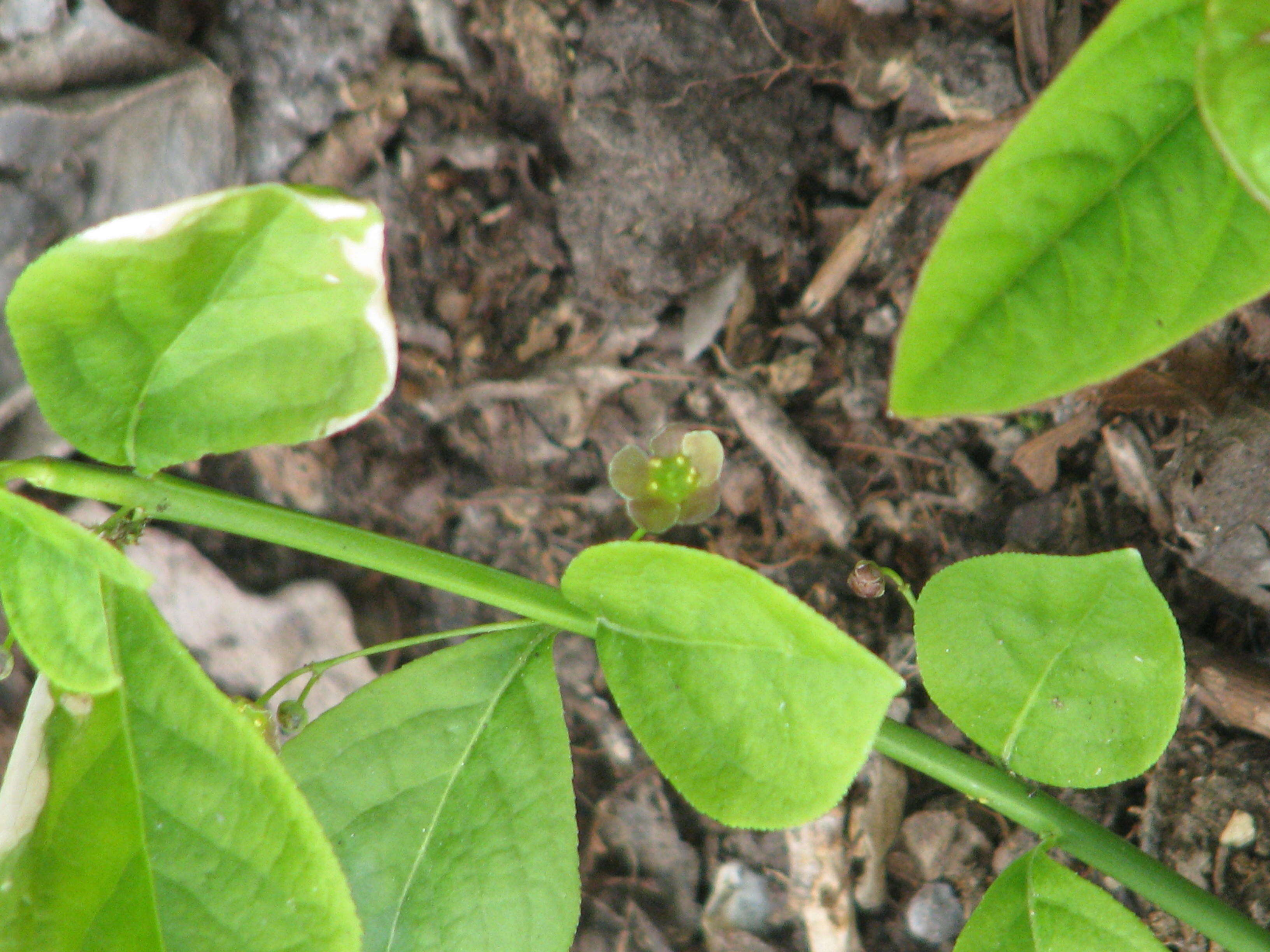 Image of running strawberry bush