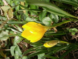 Image of winter daffodil