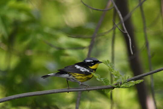 Image of Magnolia Warbler