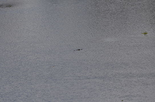 Image of Siamese Crocodile