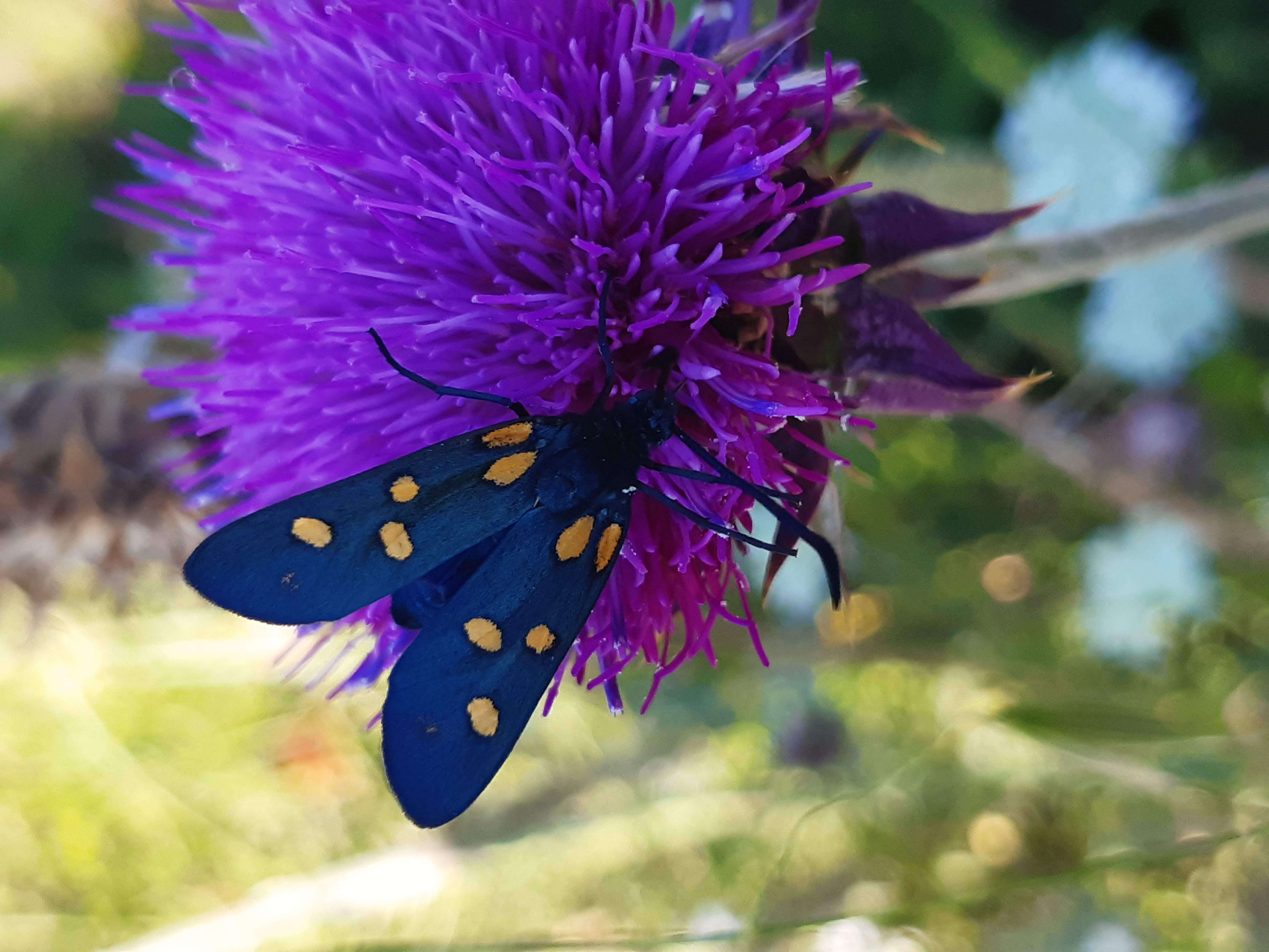 Image of Zygaena ephialtes Linnaeus 1767