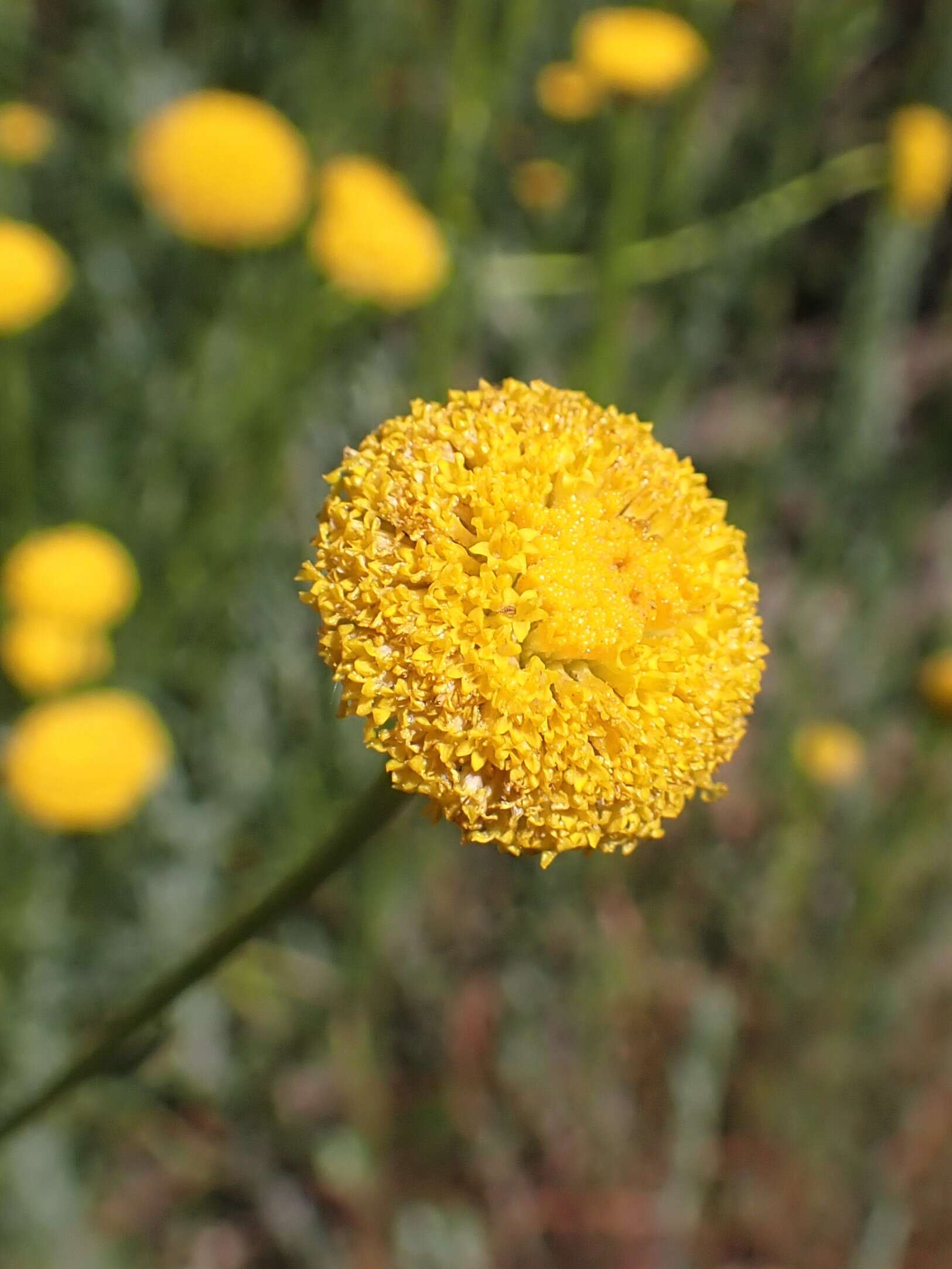 Sivun Santolina rosmarinifolia L. kuva