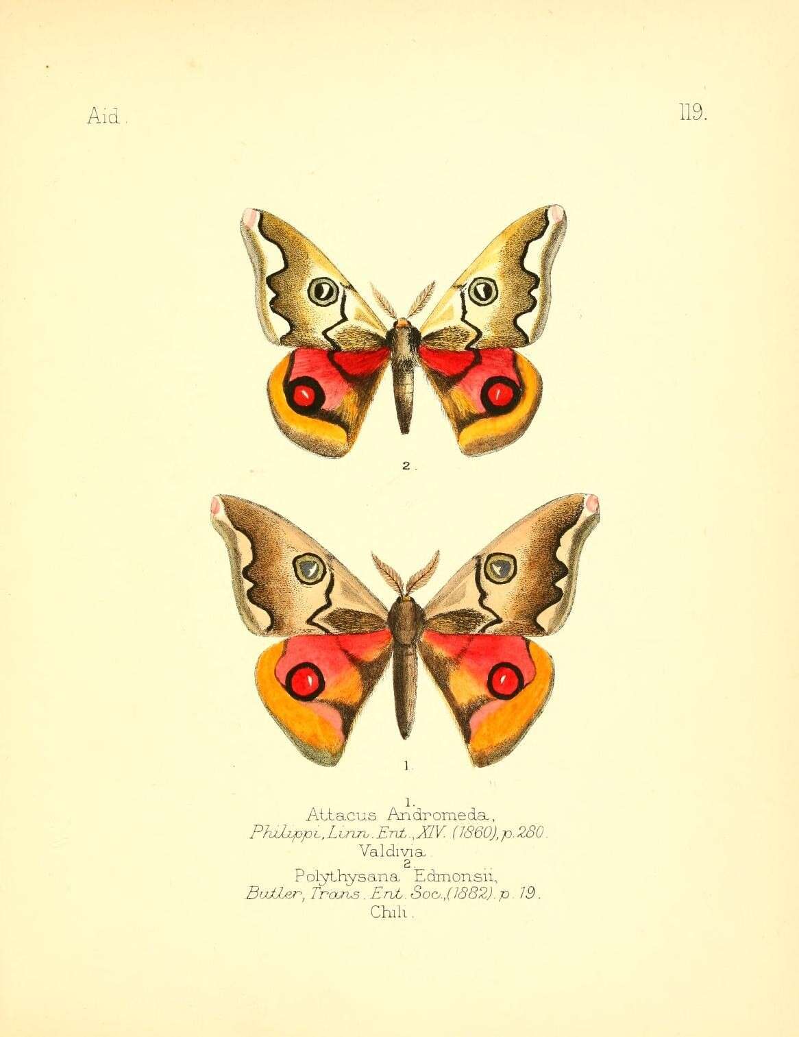 Image of Polythysana cinerascens (Philippi 1859)