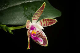 Image of Phalaenopsis corningiana Rchb. fil.