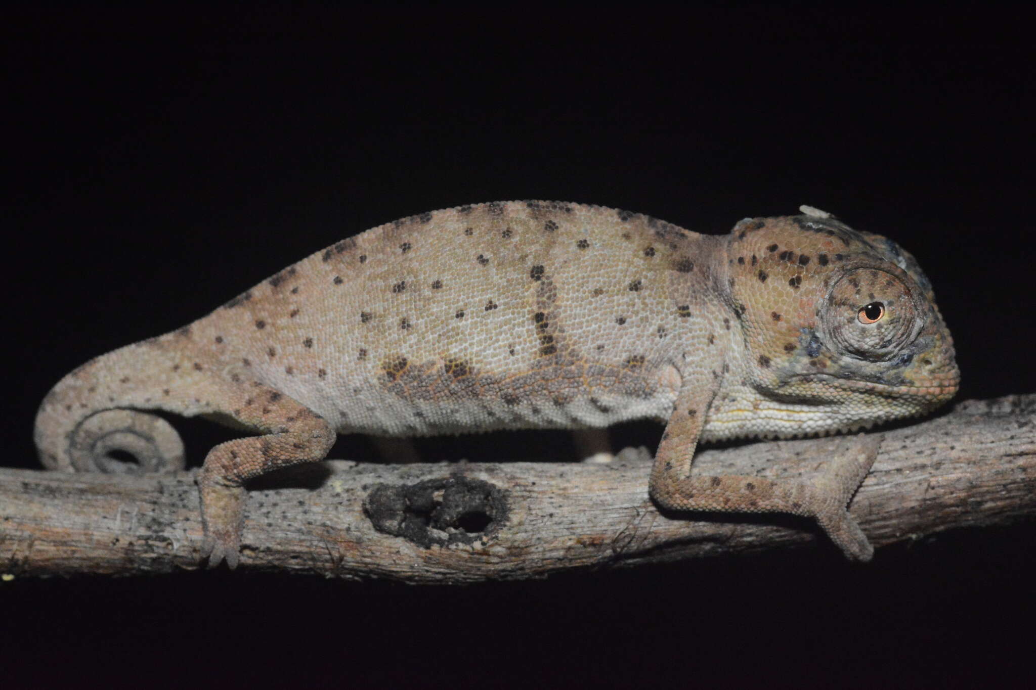 Image of Common African Flap-necked Chameleon