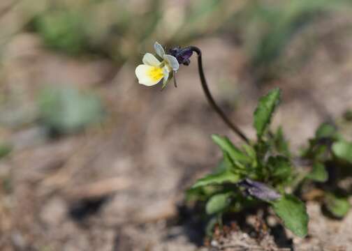 Image of Field Pansy