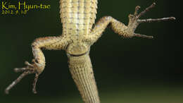 صورة Takydromus amurensis (Peters 1881)