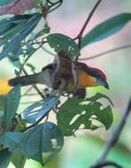 Image of Scarlet-crowned Barbet