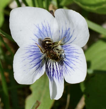 Image of Halictus confusus Smith 1853