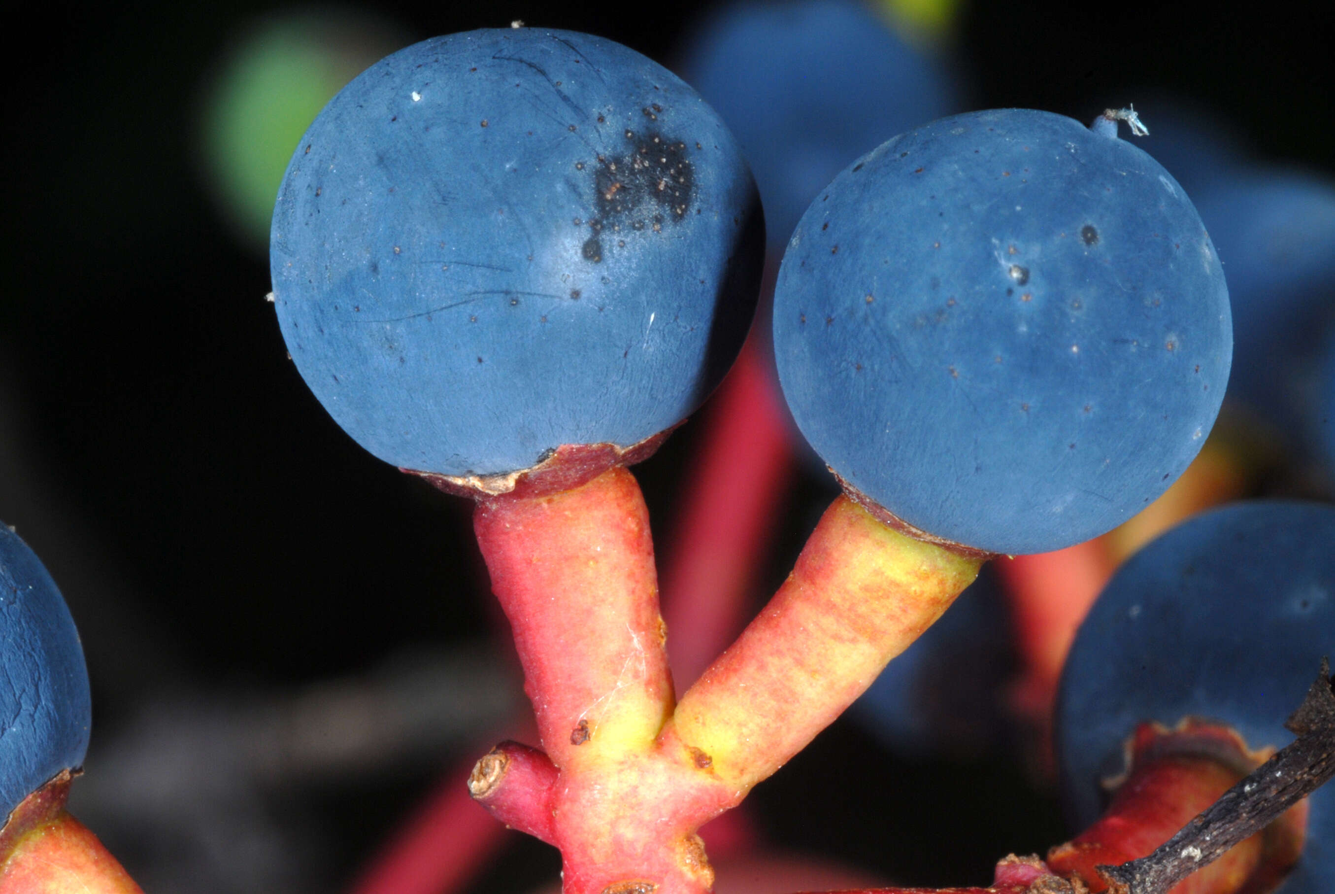 Image de vigne vierge commune