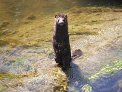 Image of American Mink