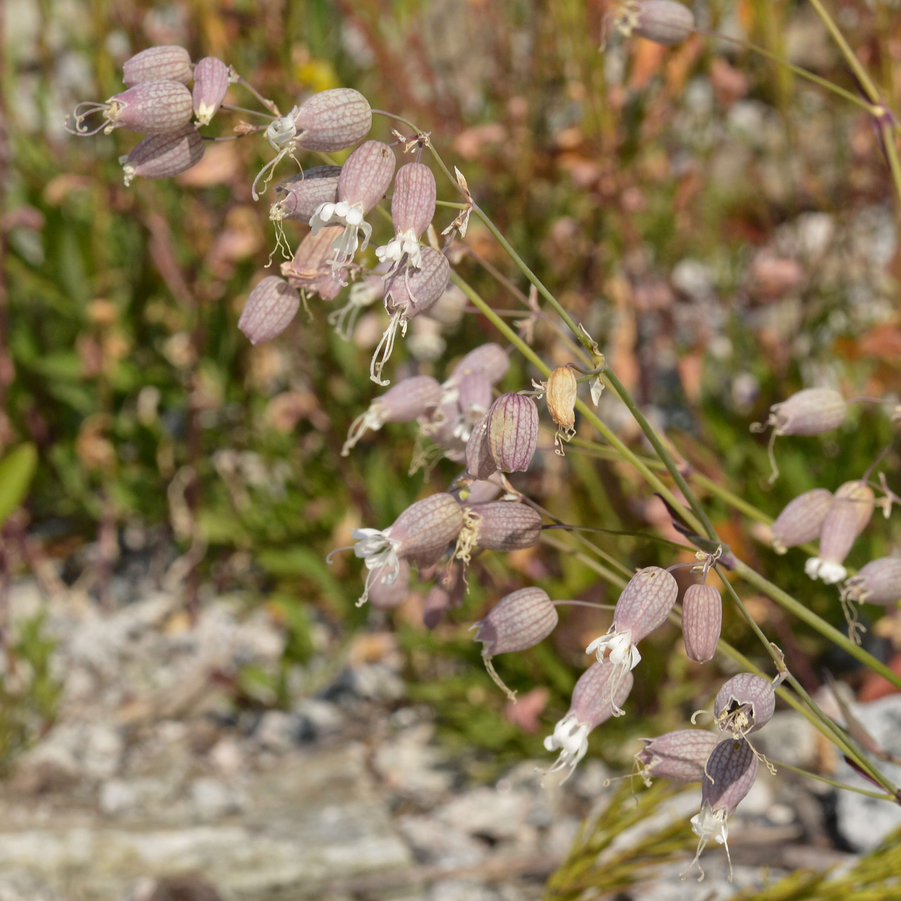 Image of Bladder Campion