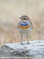 Image of Bluethroat