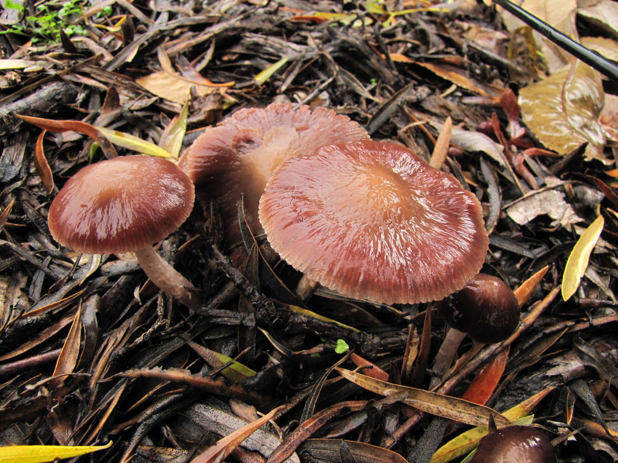 Image of Psathyrella bipellis (Quél.) A. H. Sm. 1946