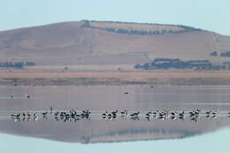 Image of Australian Red-necked Avocet