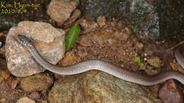 Image of Japanese Keelback