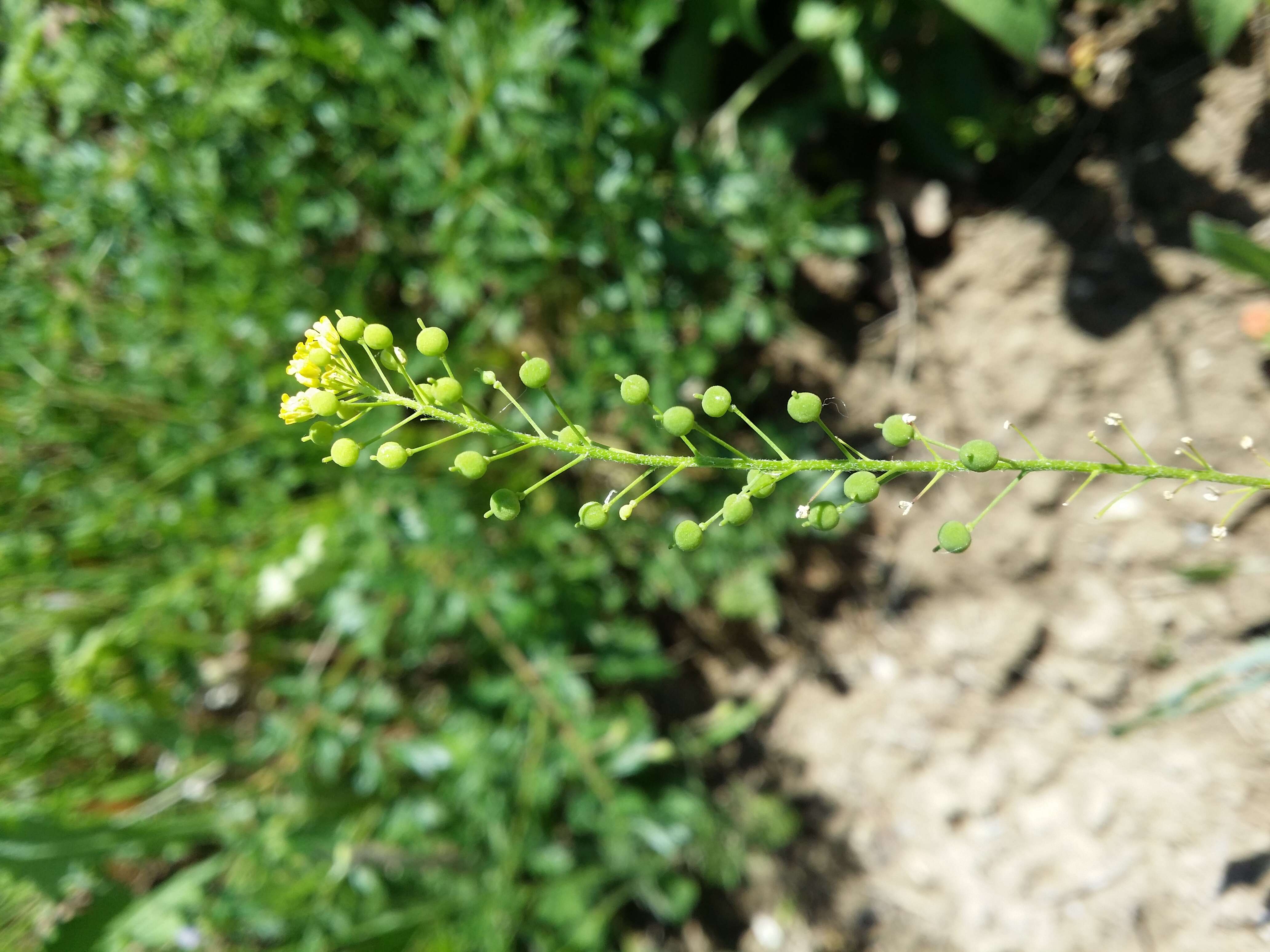 Image of ball mustard