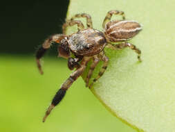 Marpissa lineata (C. L. Koch 1846) resmi