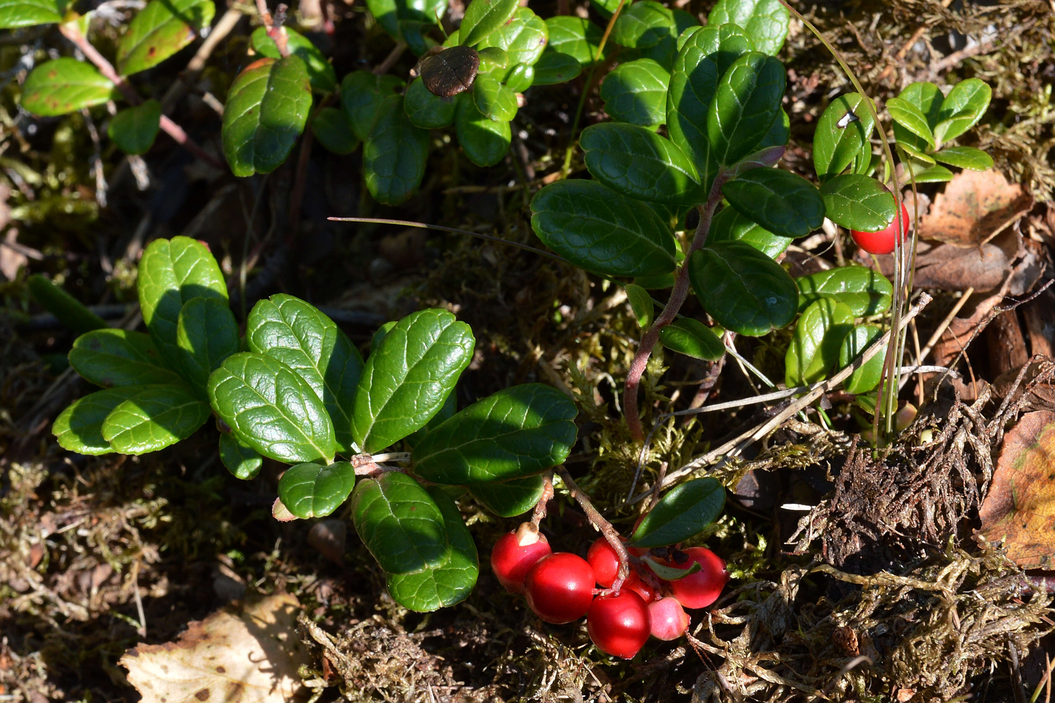 Image of lingonberry