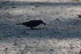 Image of Blue Grosbeak