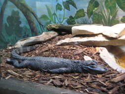 Image of Chinese alligator