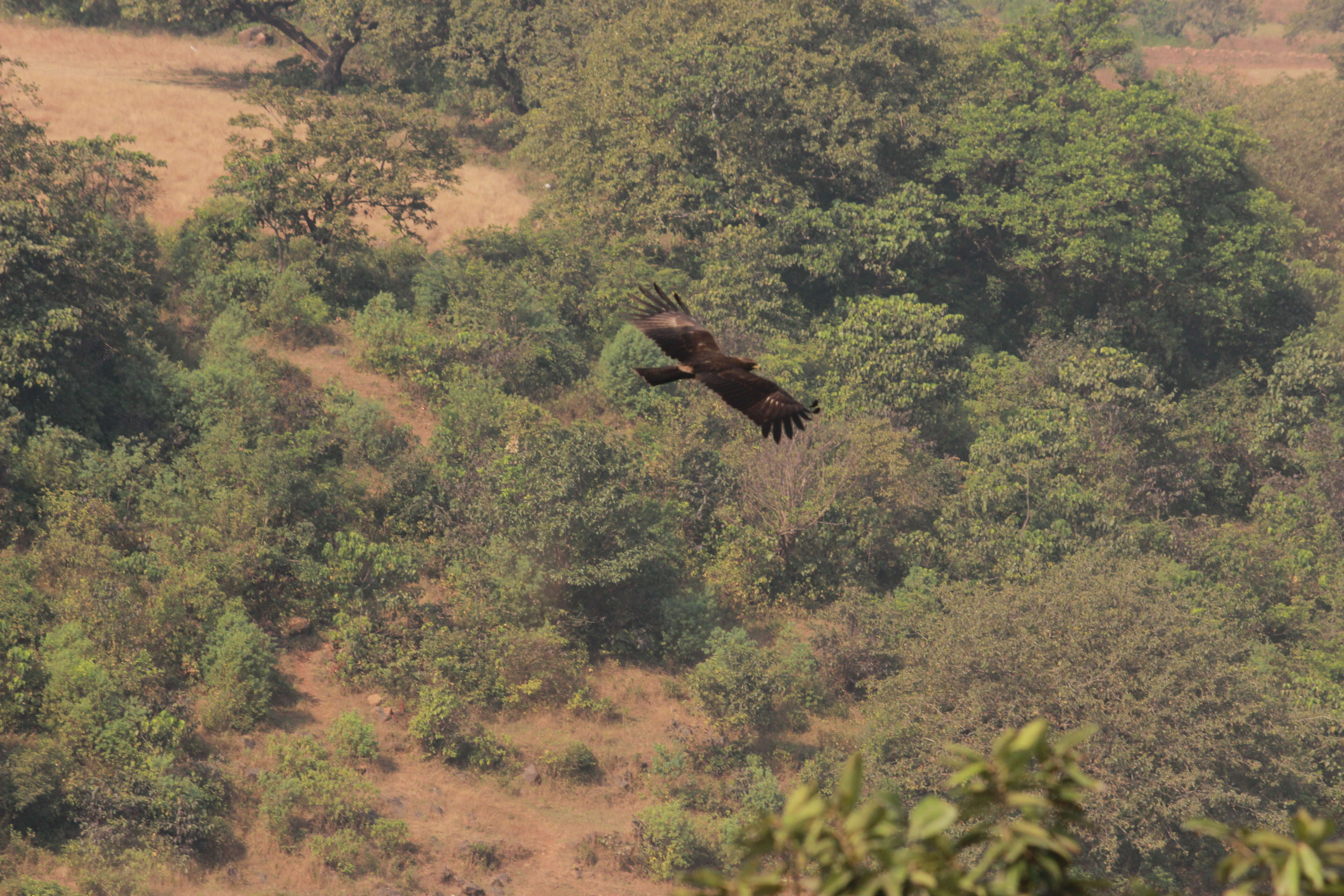 Image of Black Eagle