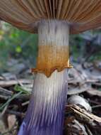 Image of Cortinarius archeri