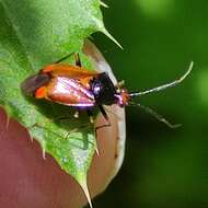 Image of red capsid bug