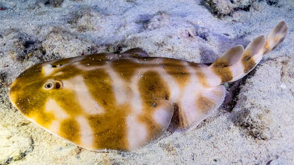 Image of Brazilian electric ray