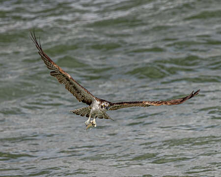 Image of ospreys