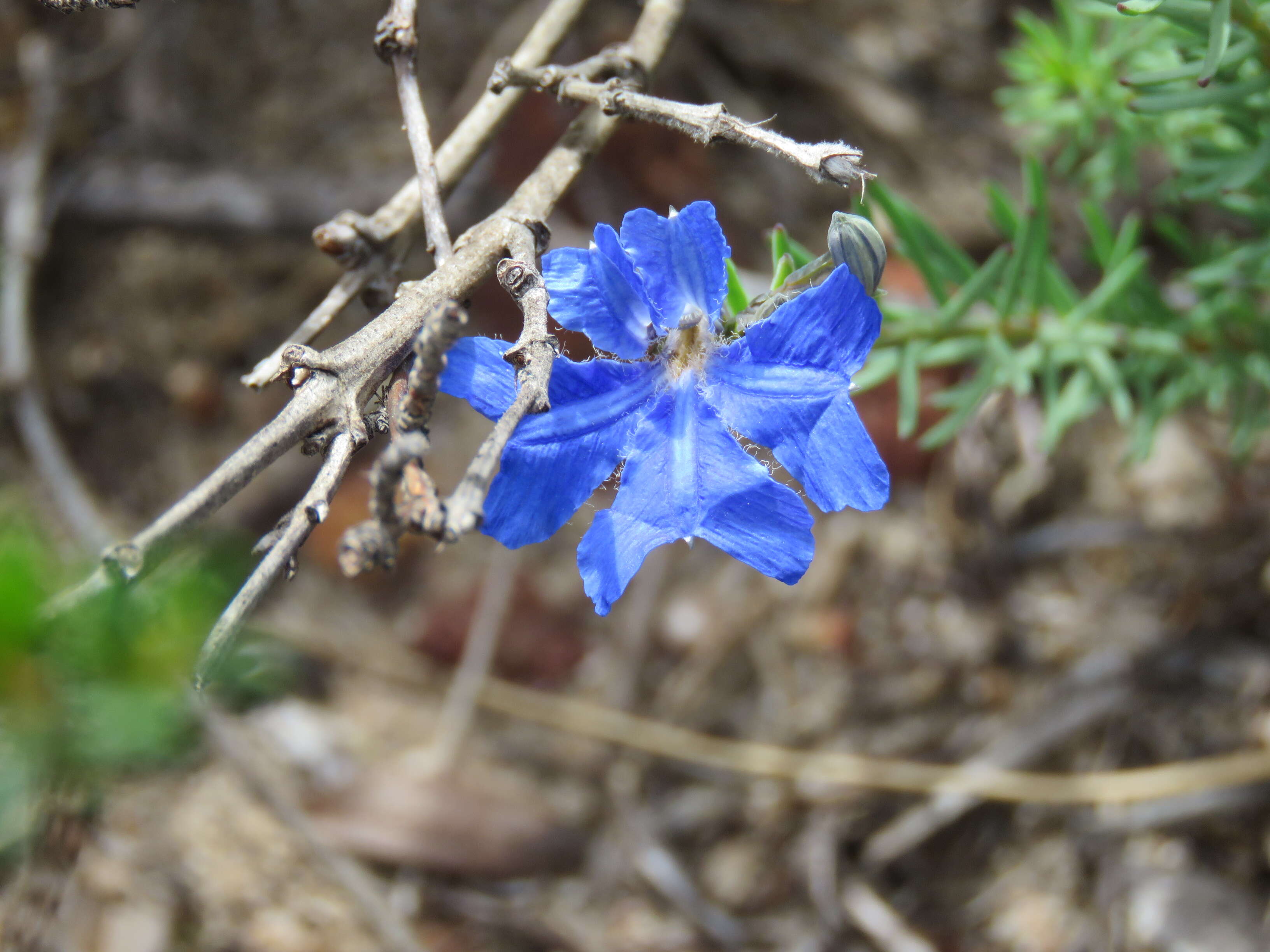 Image of Dampiera linearis R. Br.