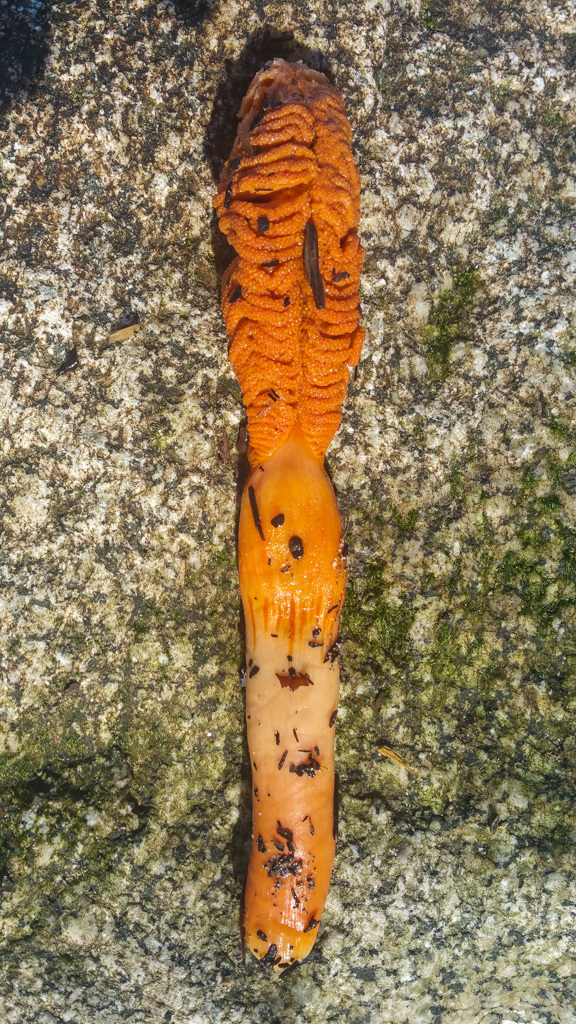 Image of Gurney's sea pen