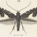 Image of Glyphipterix brachydelta Meyrick 1916