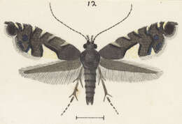 Image of Glyphipterix brachydelta Meyrick 1916