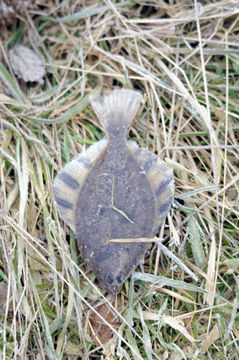 Image of Starry Flounder