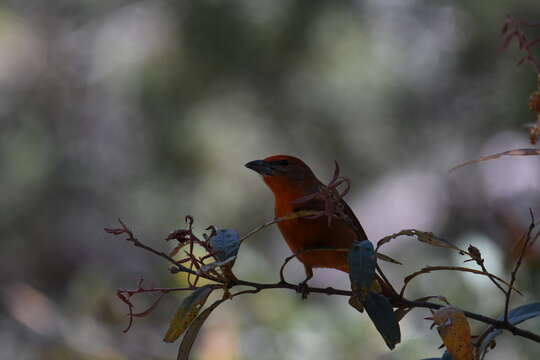 Image of Red Tanager