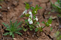 Image of San Diego thorn-mint