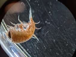 Image of jellyfish amphipods