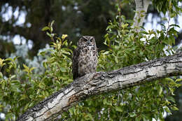 Image of Great Horned Owl