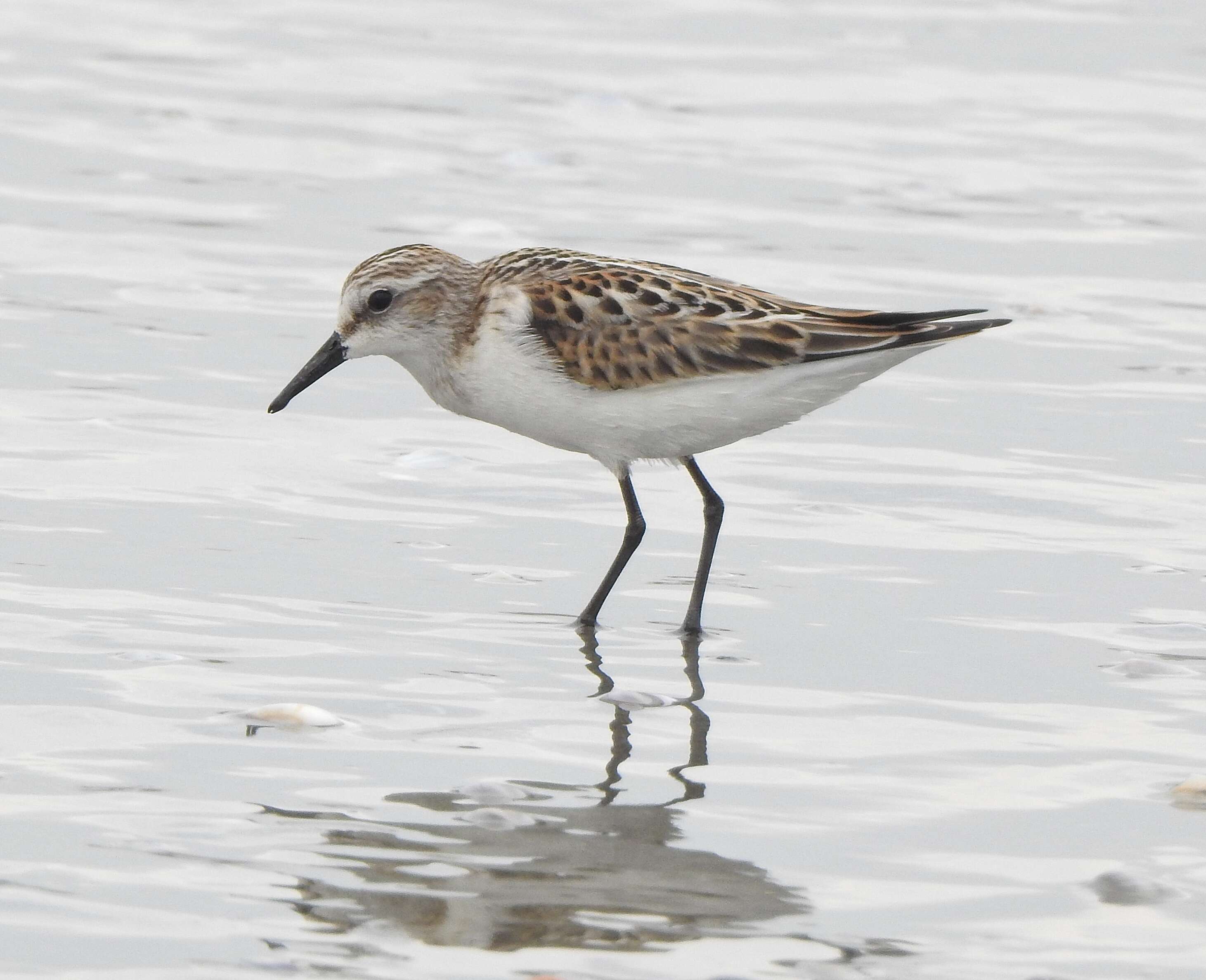 Image of Little Stint