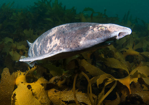 Image of Australian Swellshark