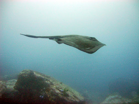 Image of Short-tail Stingray
