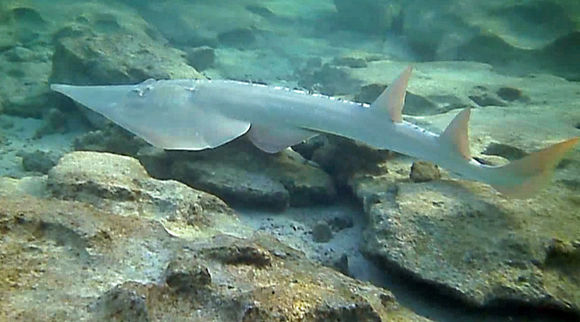 Image of Austalian guitarfish