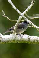 Image of Blackcap