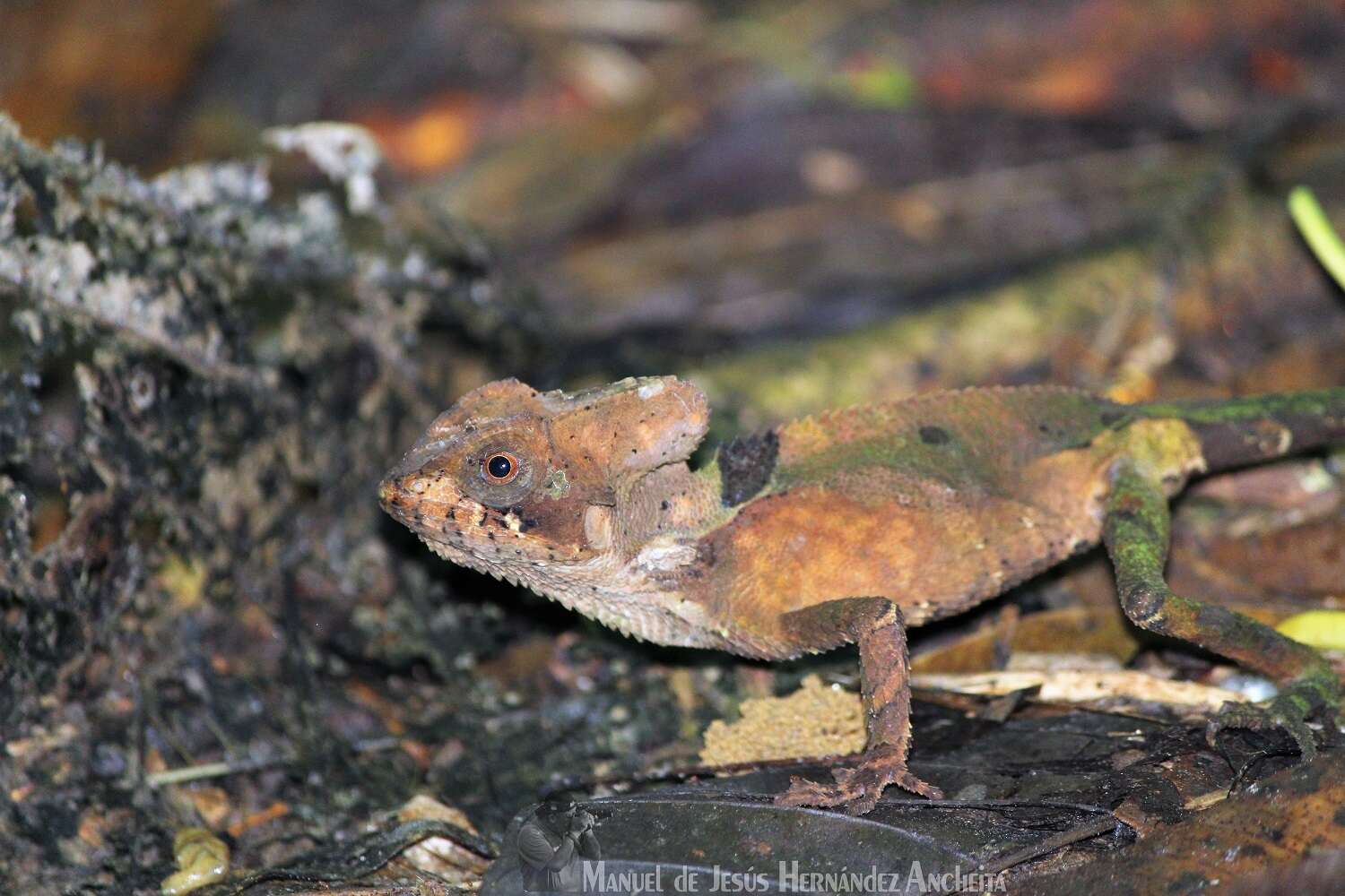 Image of Hernandez's helmeted iguana