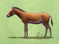 Image of Pliohippus