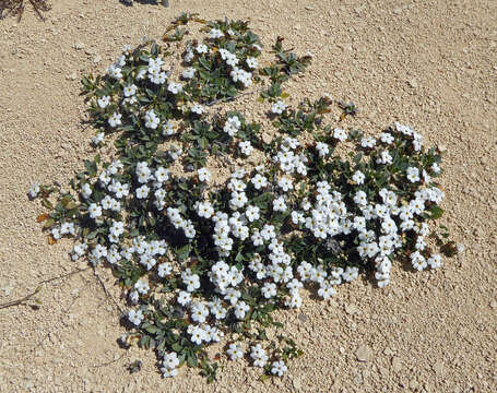 Image of Myosotis colensoi (Kirk) Macbr.